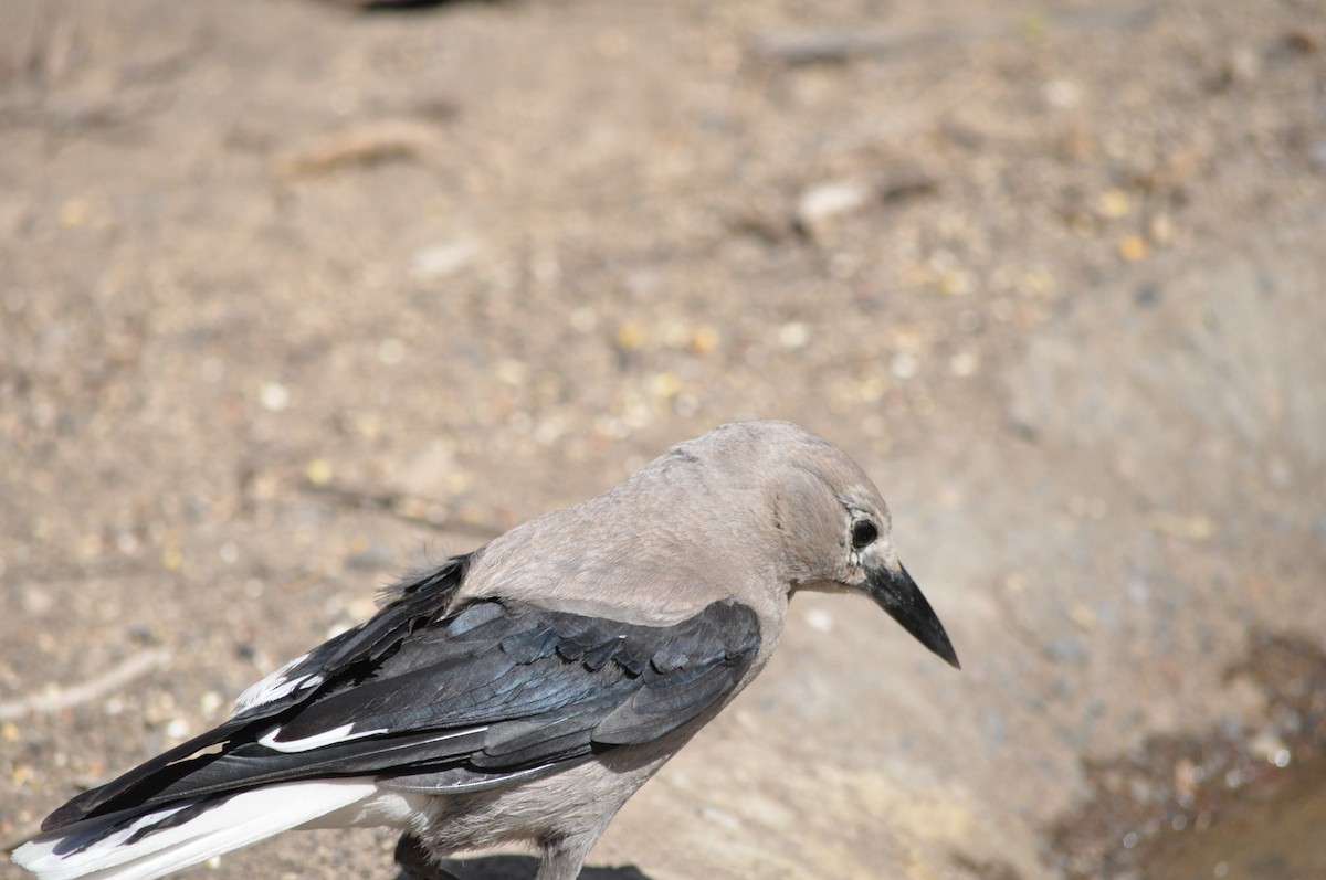 Clark's Nutcracker - Samuel Rodgers