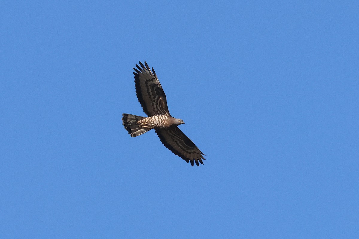 European Honey-buzzard - ML619667646