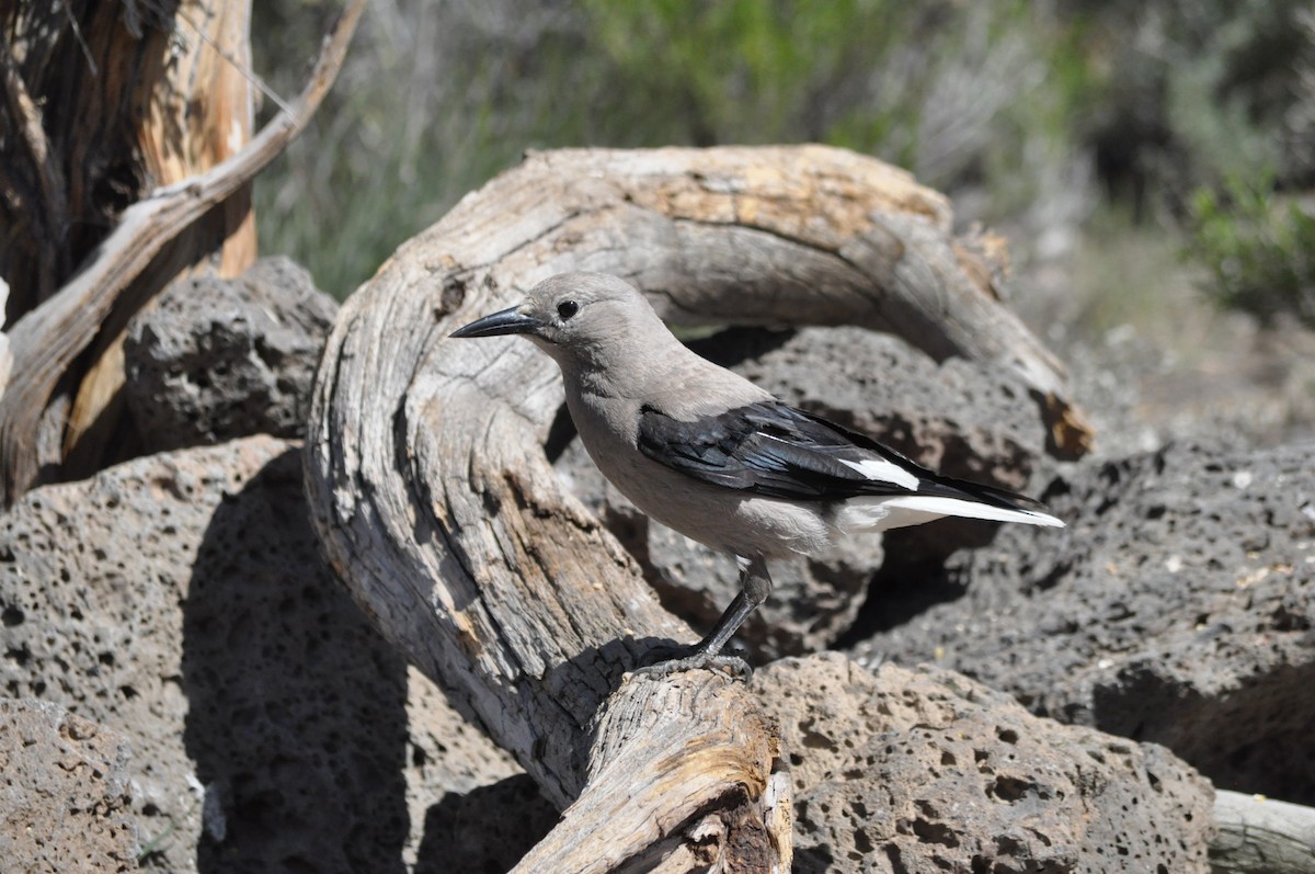 Clark's Nutcracker - Samuel Rodgers