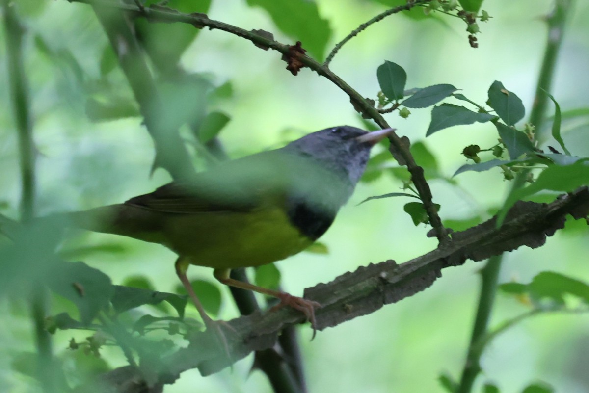 Mourning Warbler - David Funke