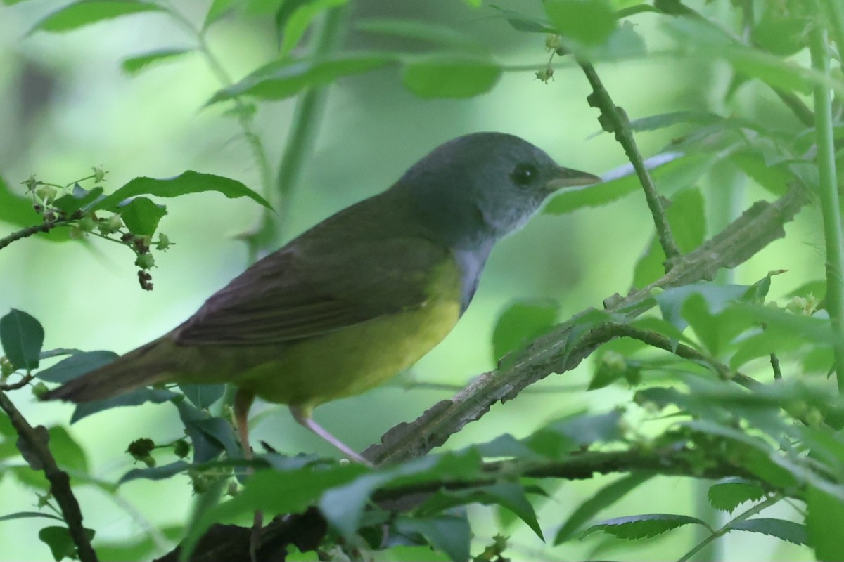 Mourning Warbler - David Funke