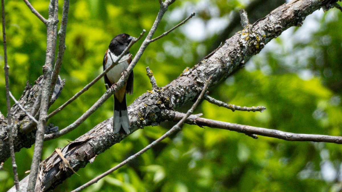 Eastern Towhee - Edward Lewis