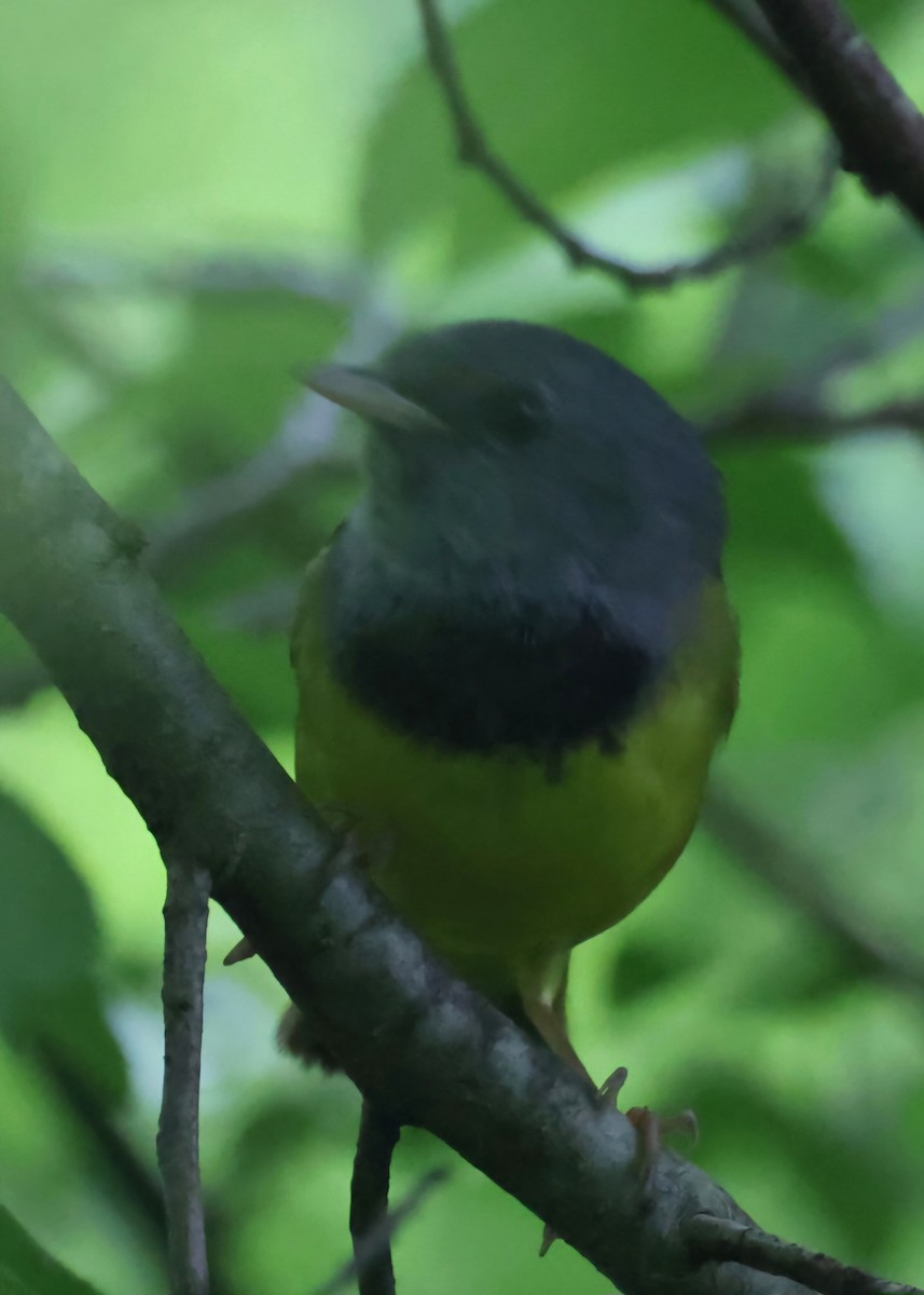 Mourning Warbler - David Funke