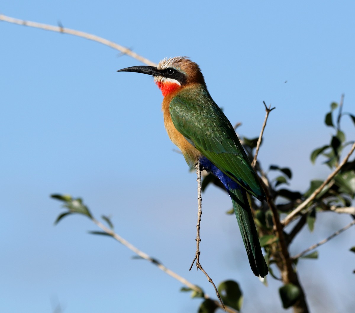 White-fronted Bee-eater - ML619667680