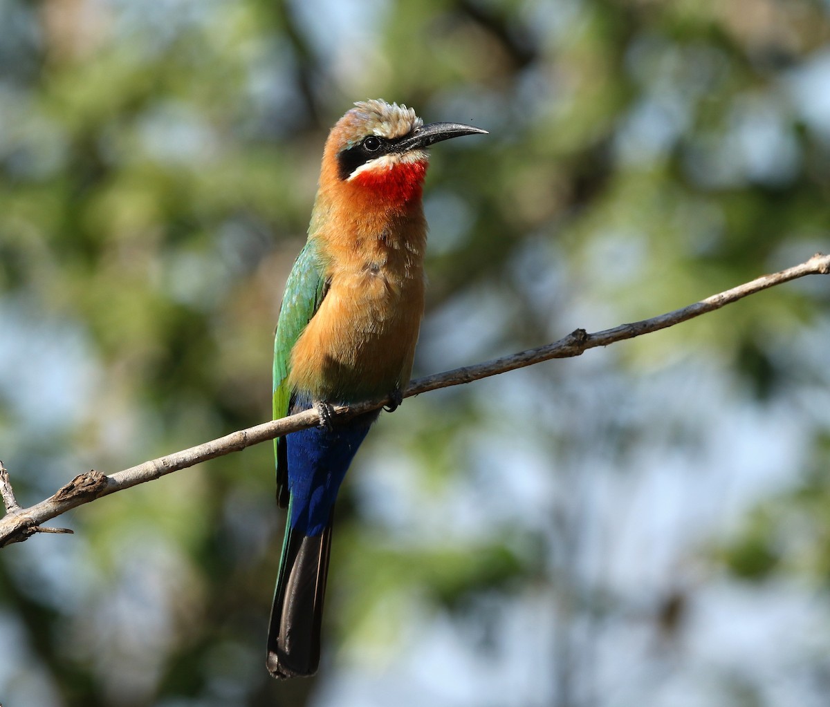 White-fronted Bee-eater - ML619667681