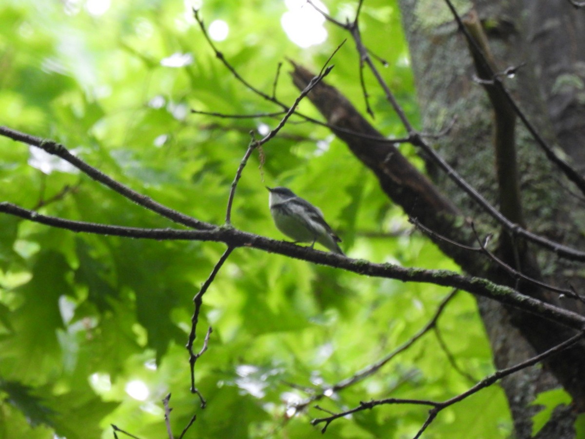 Cerulean Warbler - ML619667686