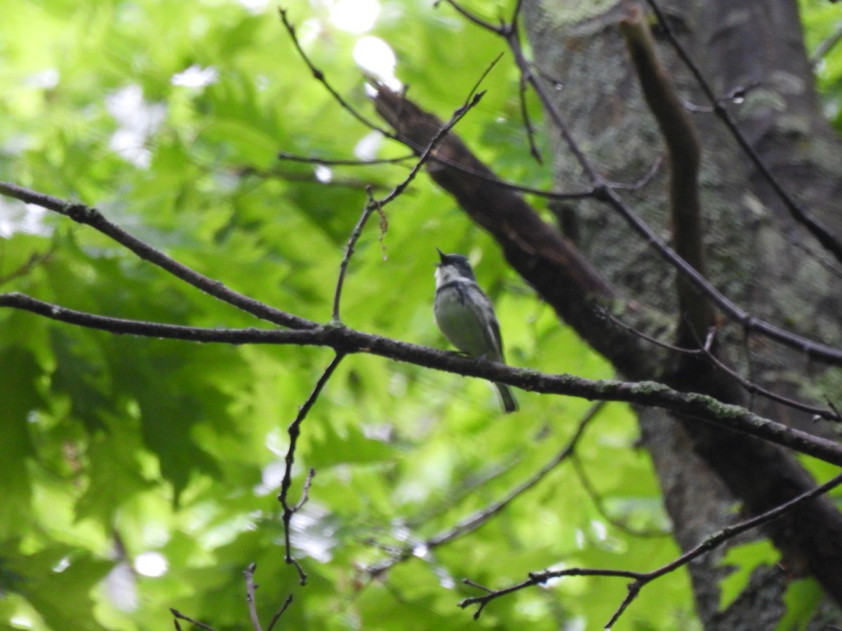 Cerulean Warbler - ML619667687