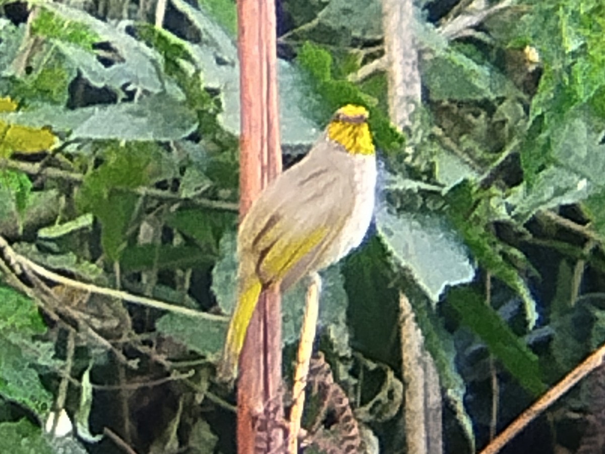 Stripe-throated Bulbul - Lars Mannzen