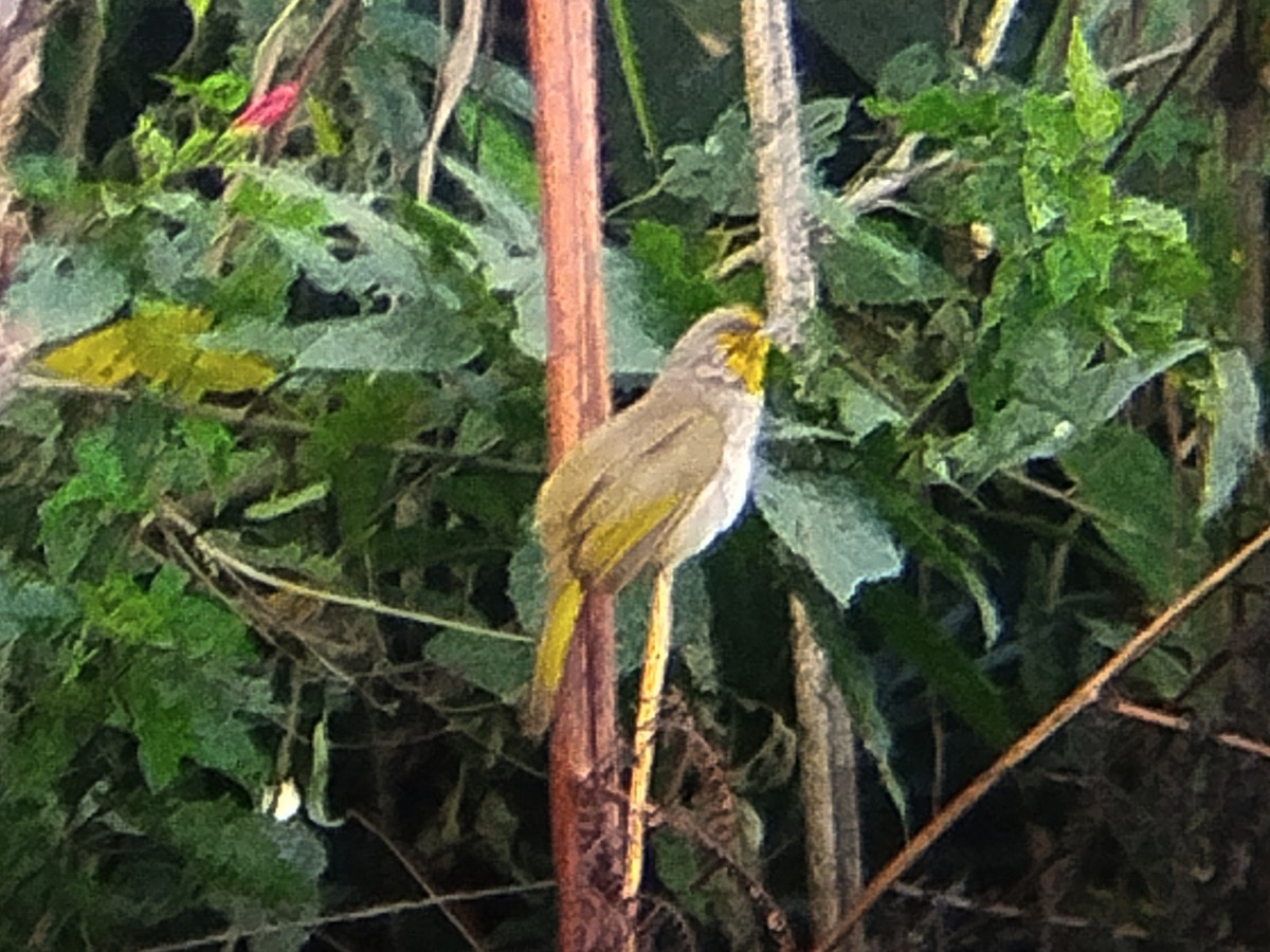 Stripe-throated Bulbul - Lars Mannzen