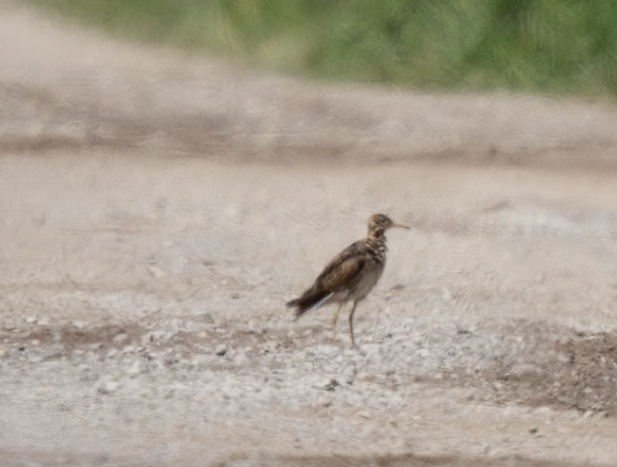 Upland Sandpiper - Marcus Müller