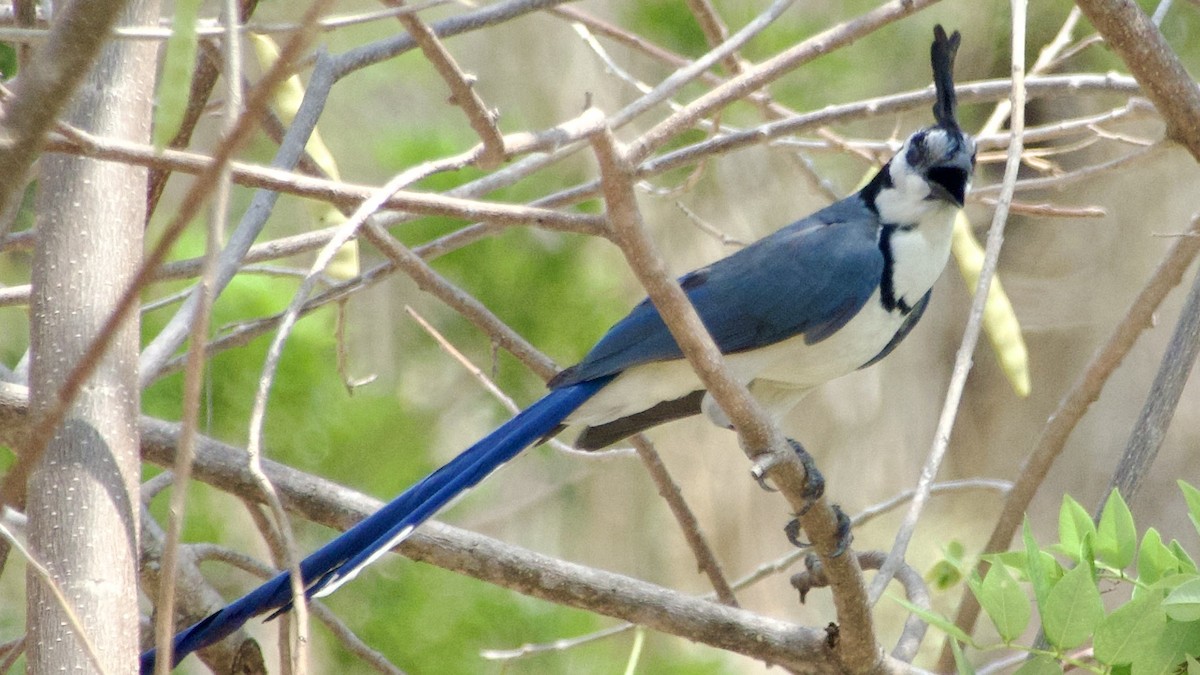 White-throated Magpie-Jay - ML619667701