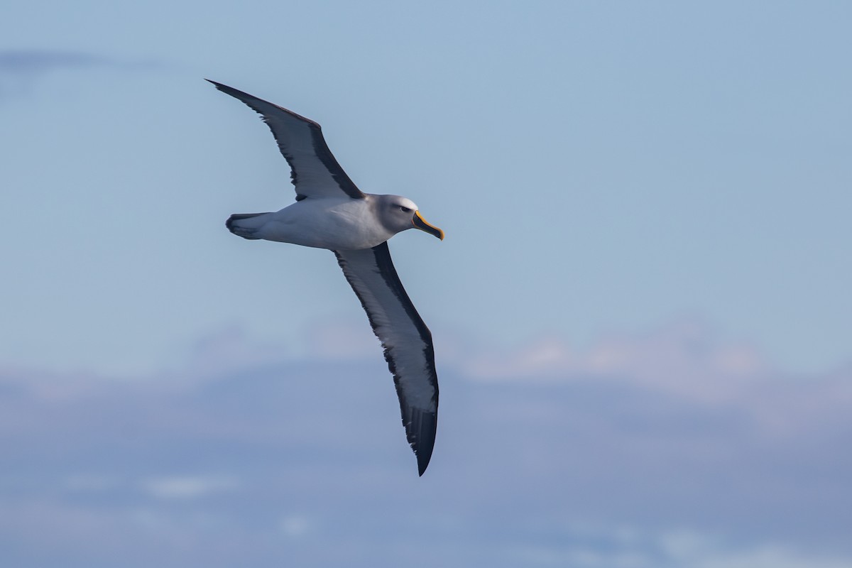 Buller's Albatross - Ramit Singal