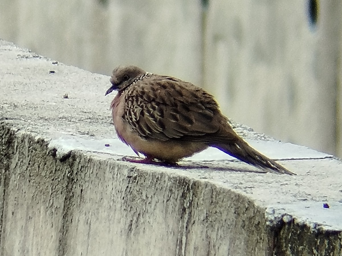 Spotted Dove - Lars Mannzen