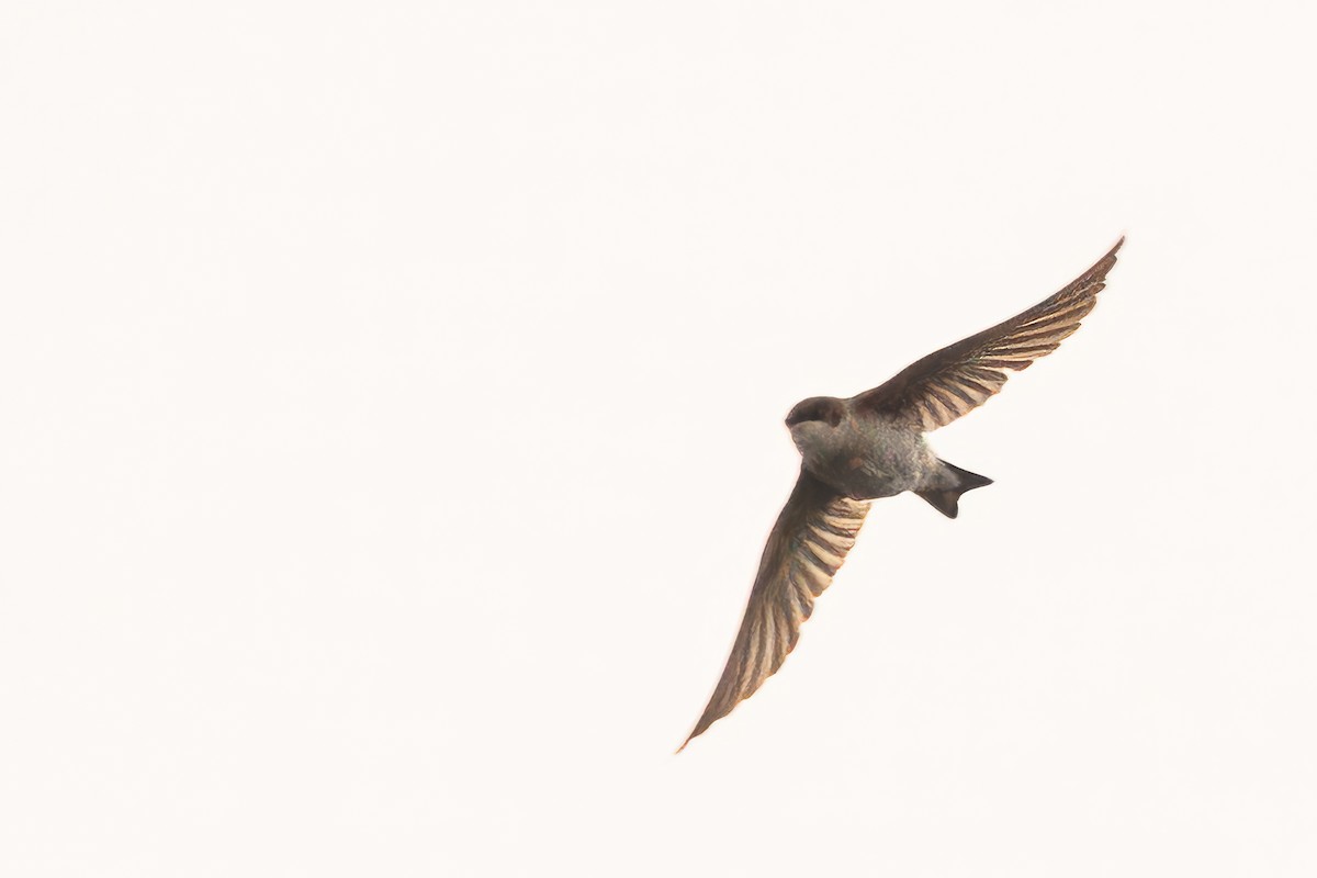 Northern Rough-winged Swallow - Christine Kozlosky