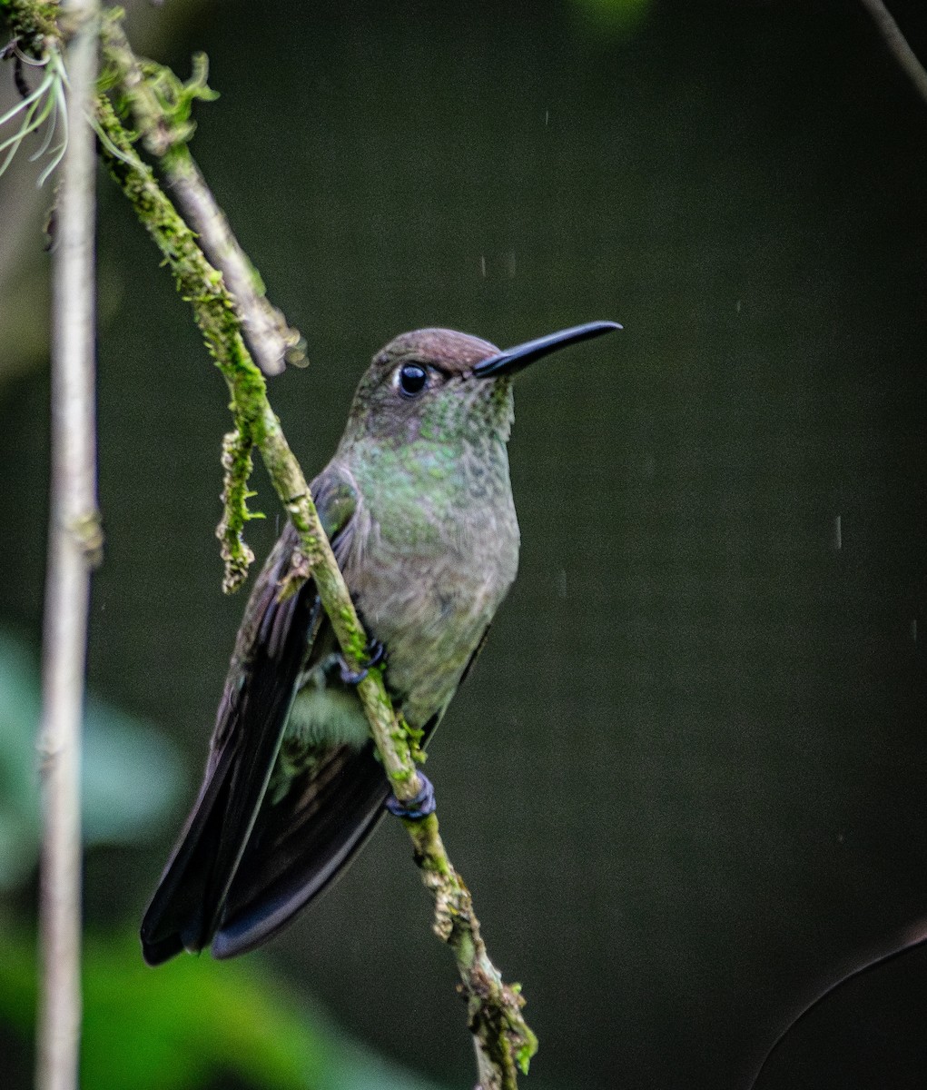 Sombre Hummingbird - Anderson  Sandro