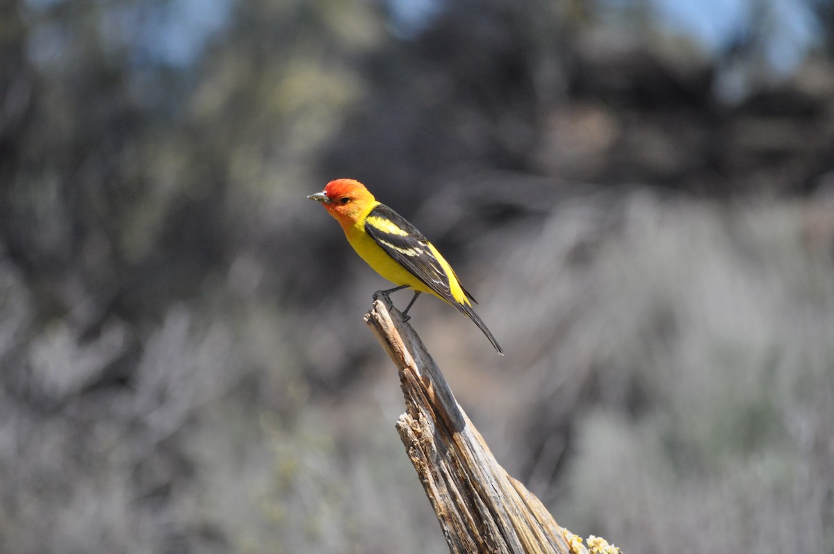 Western Tanager - Samuel Rodgers