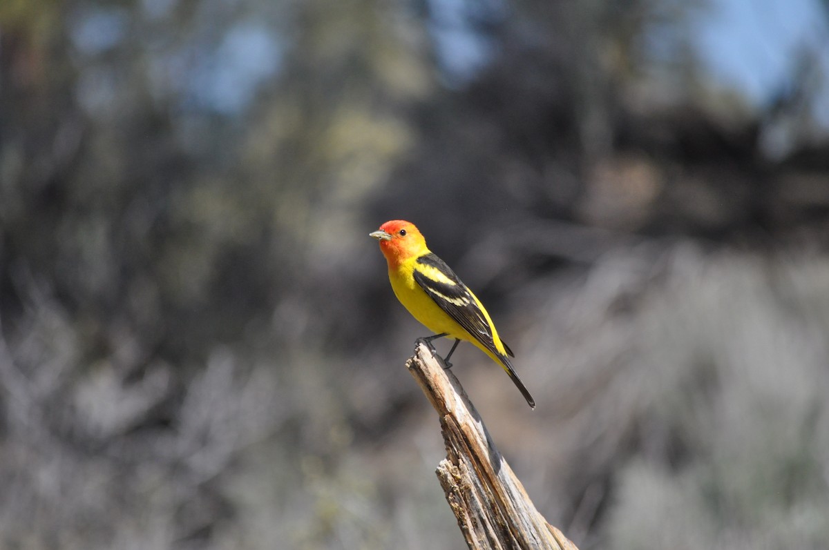 Western Tanager - Samuel Rodgers