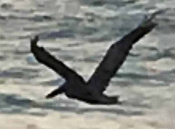 pelikán hnědý - ML619667745