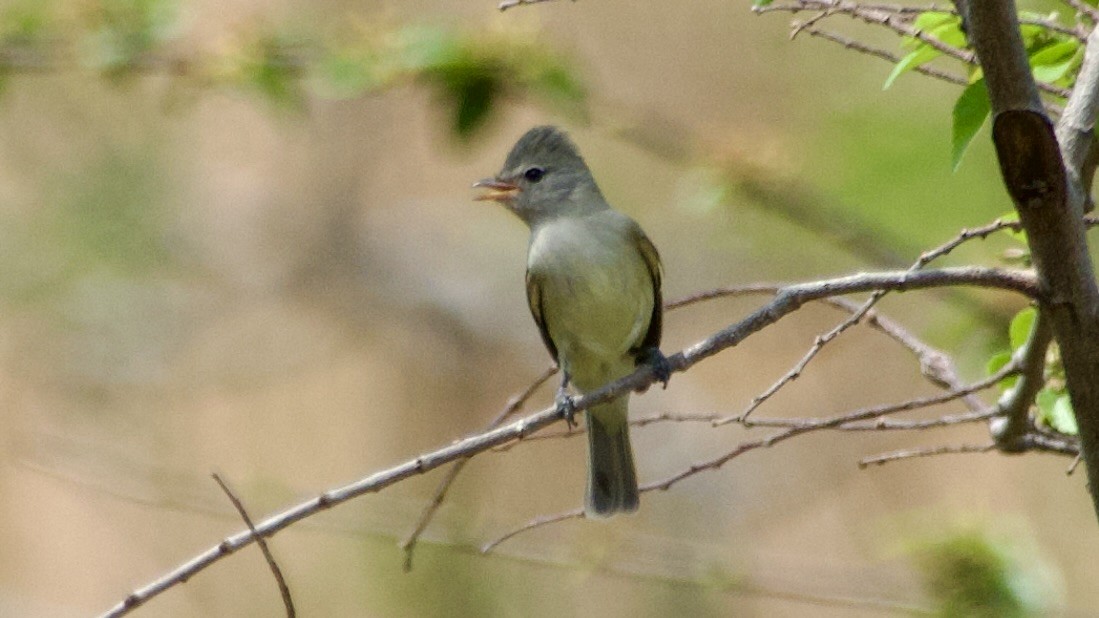 Northern Beardless-Tyrannulet - ML619667752