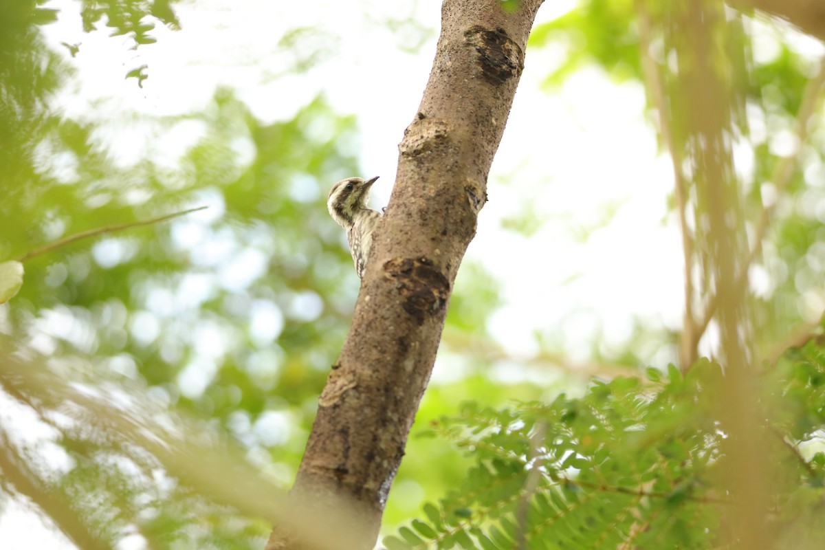 Sunda Pygmy Woodpecker - Jai Humphries