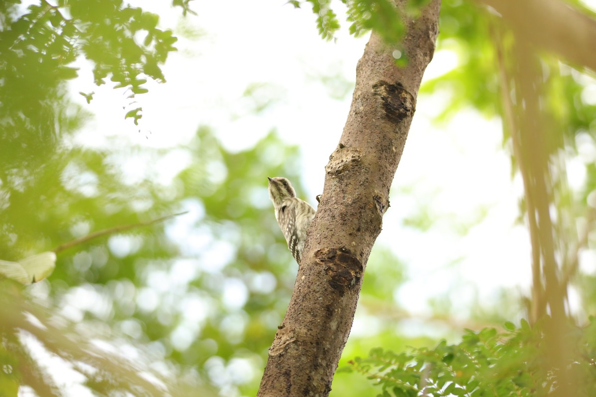 Sunda Pygmy Woodpecker - Jai Humphries