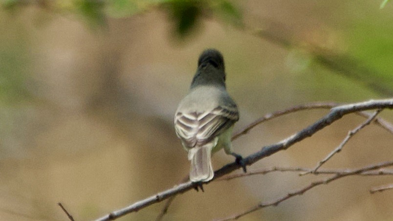 Northern Beardless-Tyrannulet - Jan Ekkers