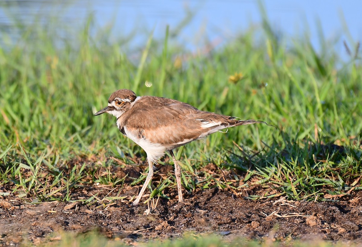 Killdeer - John Wolaver