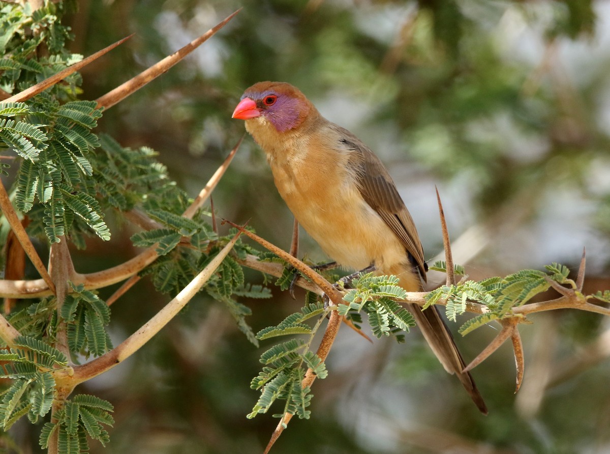 Violet-eared Waxbill - Paul Lenrumé