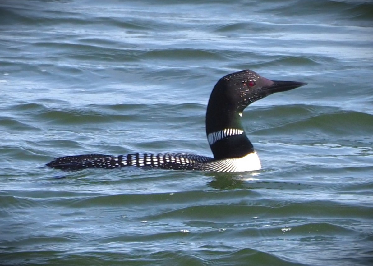 Common Loon - Dick Cartwright