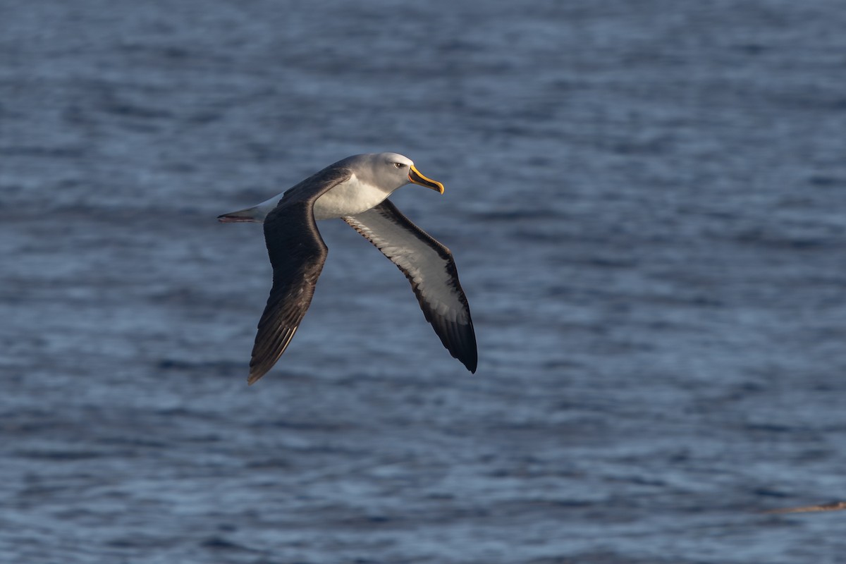 Buller's Albatross - ML619667781