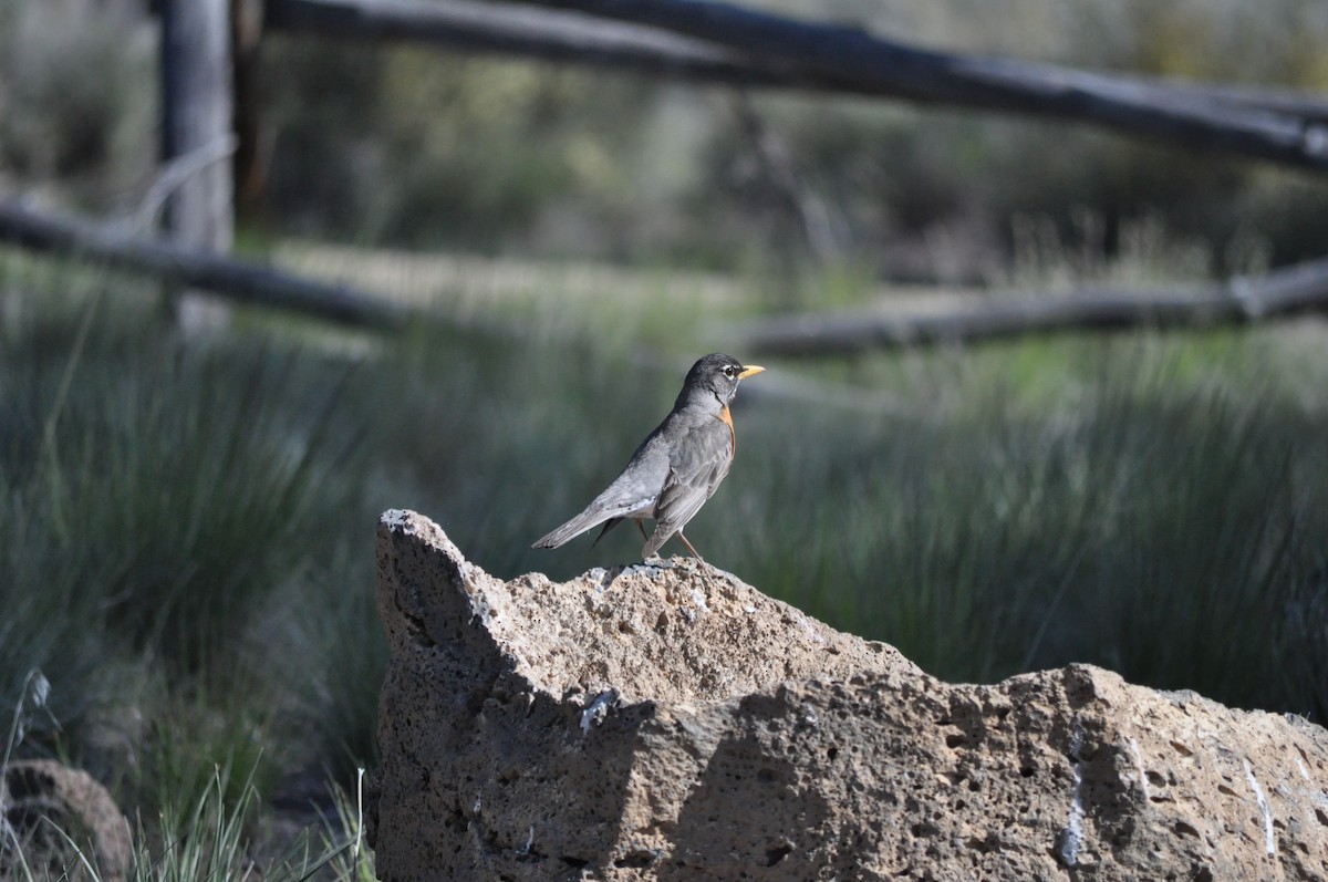 American Robin - ML619667788