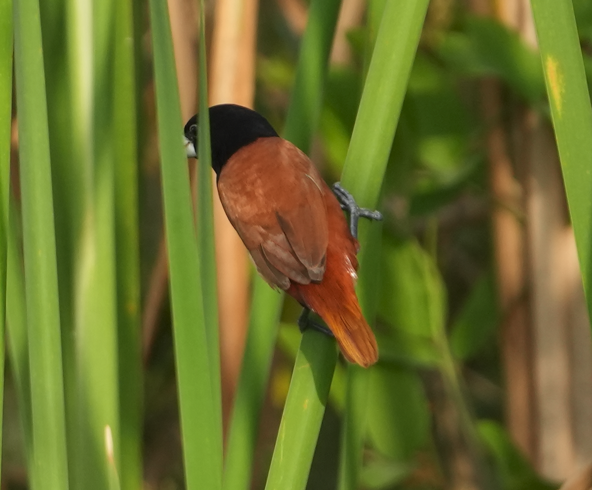 Chestnut Munia - Zhongyu Wang