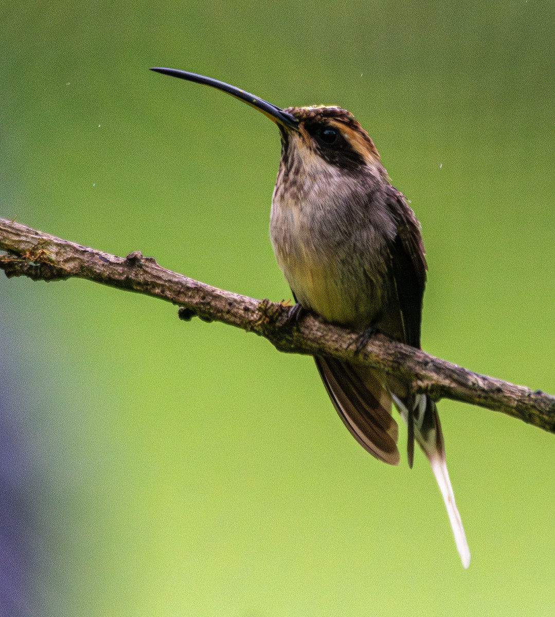 Scale-throated Hermit - Anderson  Sandro