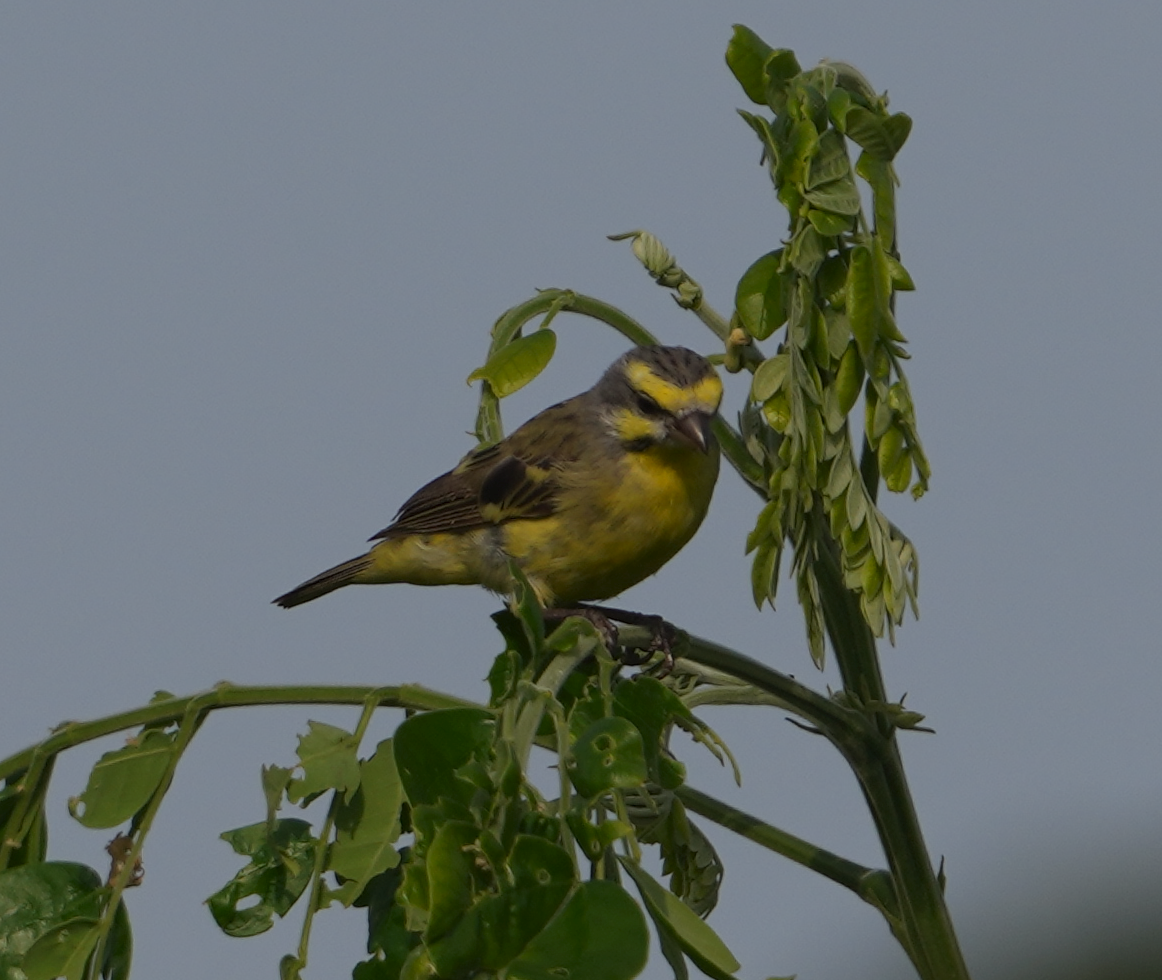 Yellow-fronted Canary - Zhongyu Wang