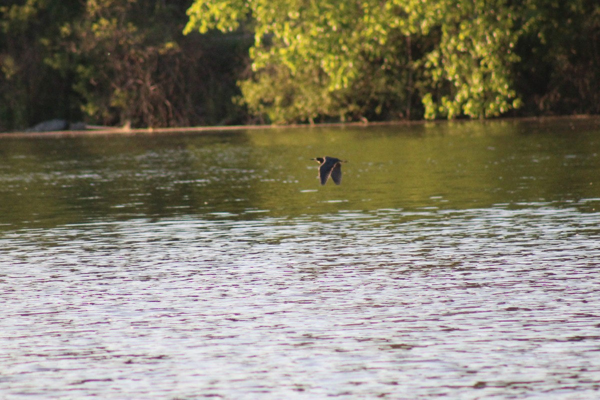 Green Heron - ML619667807