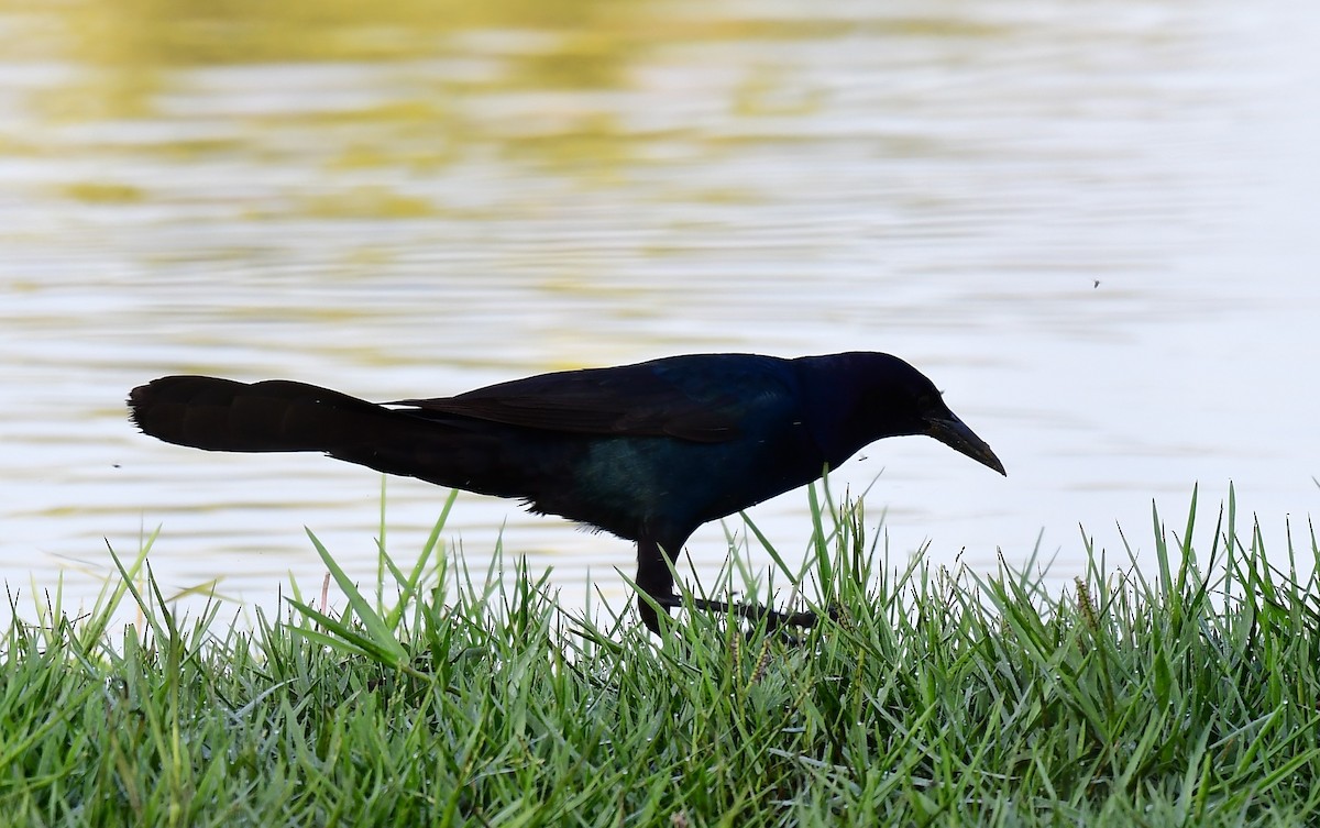 Boat-tailed Grackle - John Wolaver