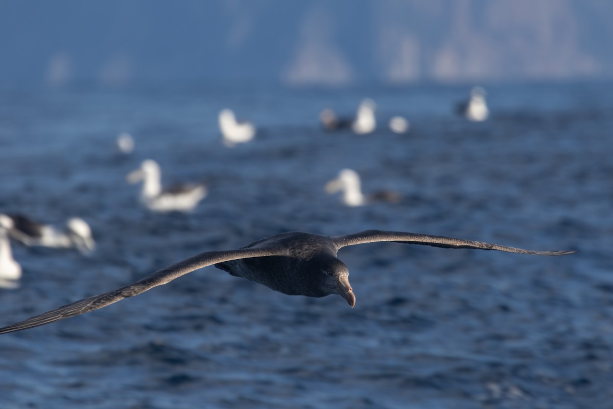 Northern Giant-Petrel - Ramit Singal