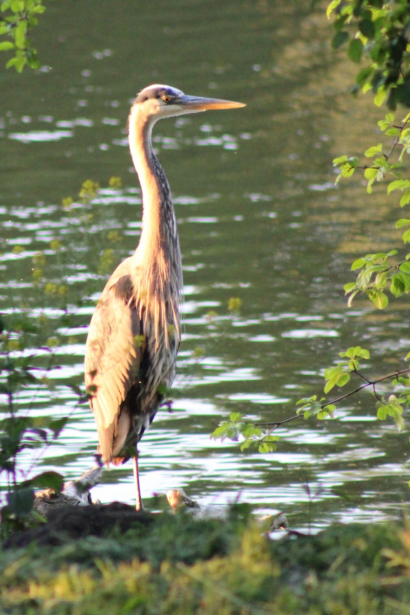 Great Blue Heron - ML619667827