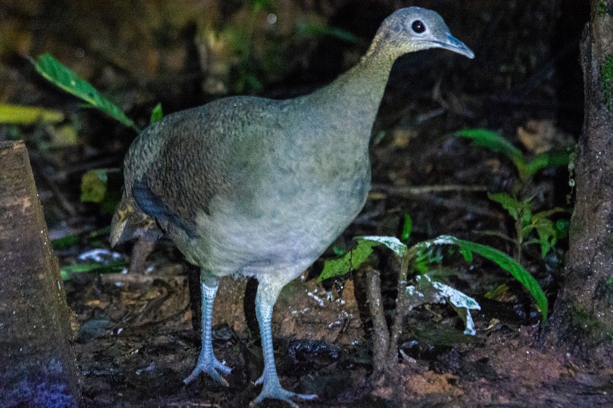 Solitary Tinamou - ML619667828