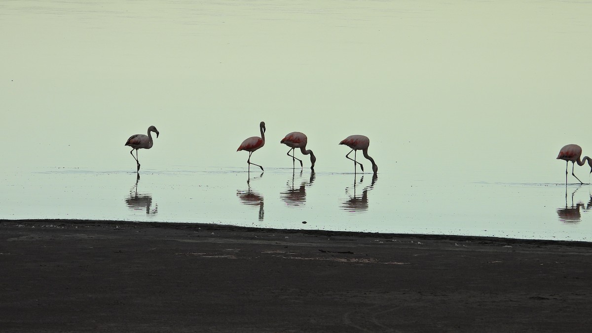 Şili Flamingosu - ML619667830