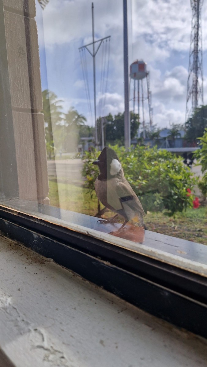 White-eared Bulbul - ML619667831