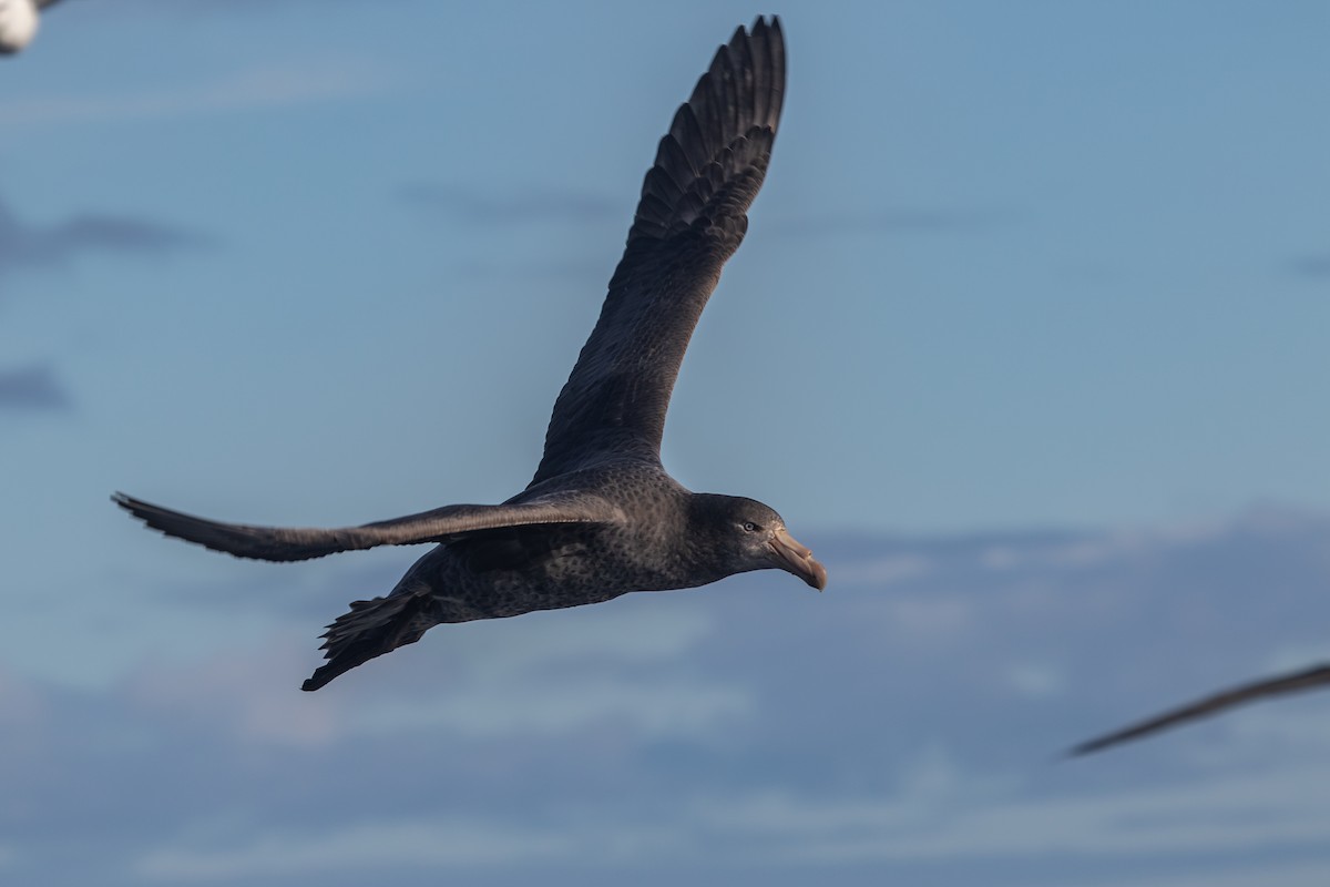 Northern Giant-Petrel - Ramit Singal