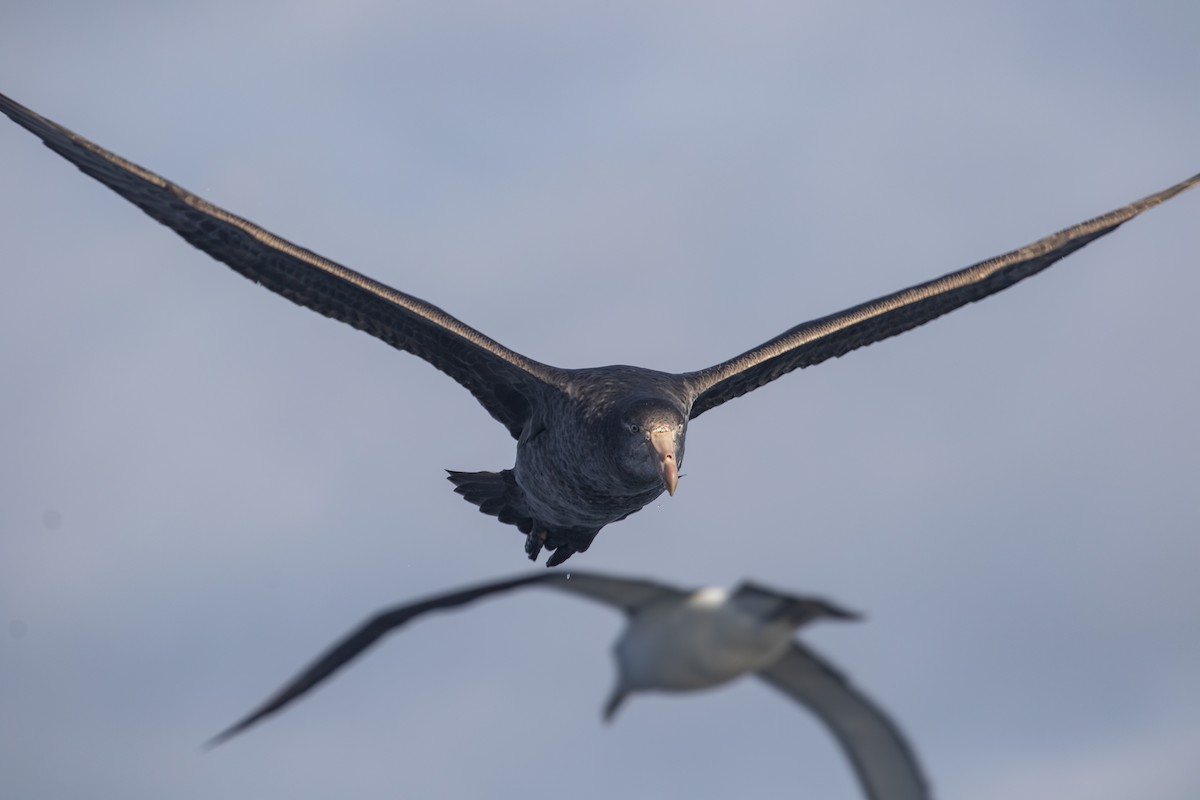 Northern Giant-Petrel - Ramit Singal