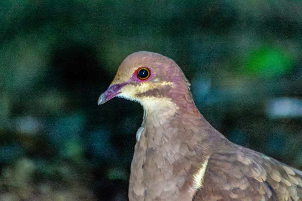 holub hnědočervený (ssp. montana) - ML619667837