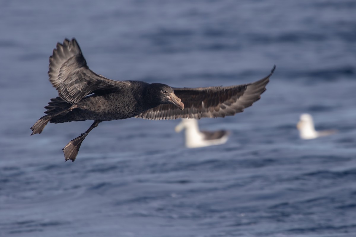 Northern Giant-Petrel - Ramit Singal