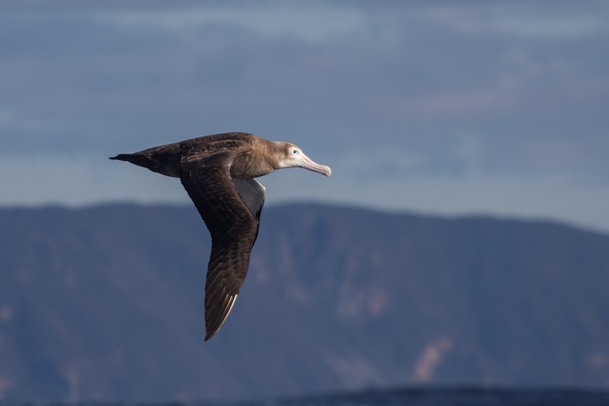 albatros stěhovavý - ML619667847