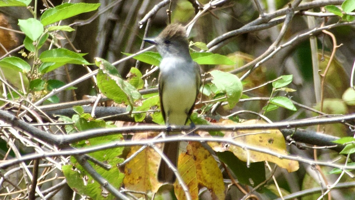 Brown-crested Flycatcher - ML619667850