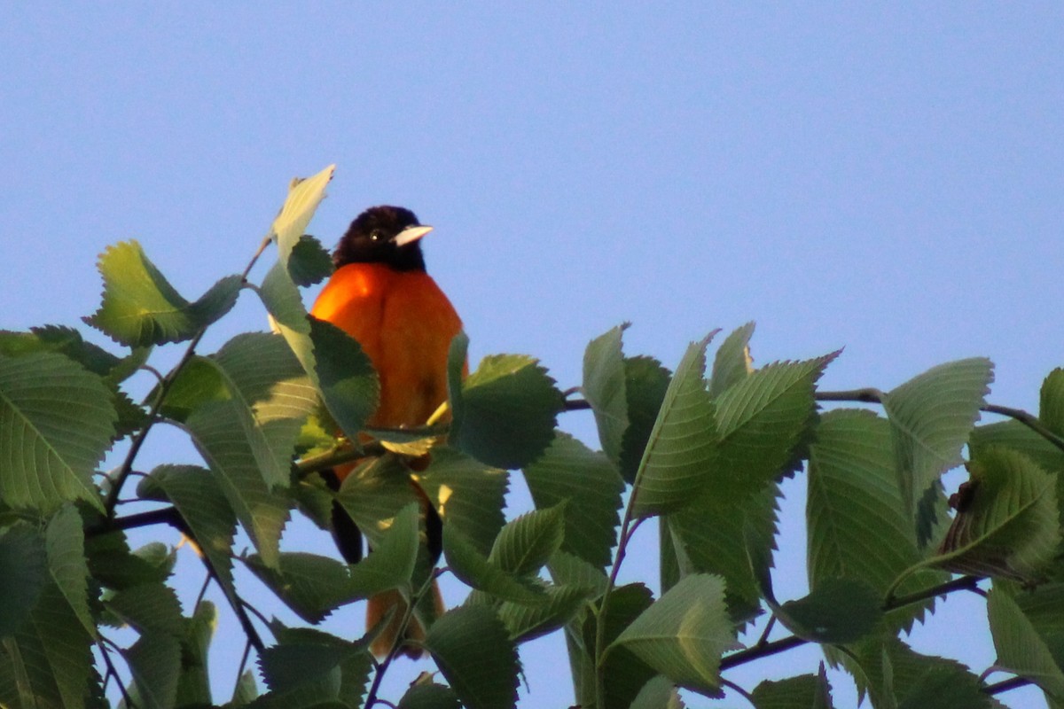 Baltimore Oriole - ML619667851