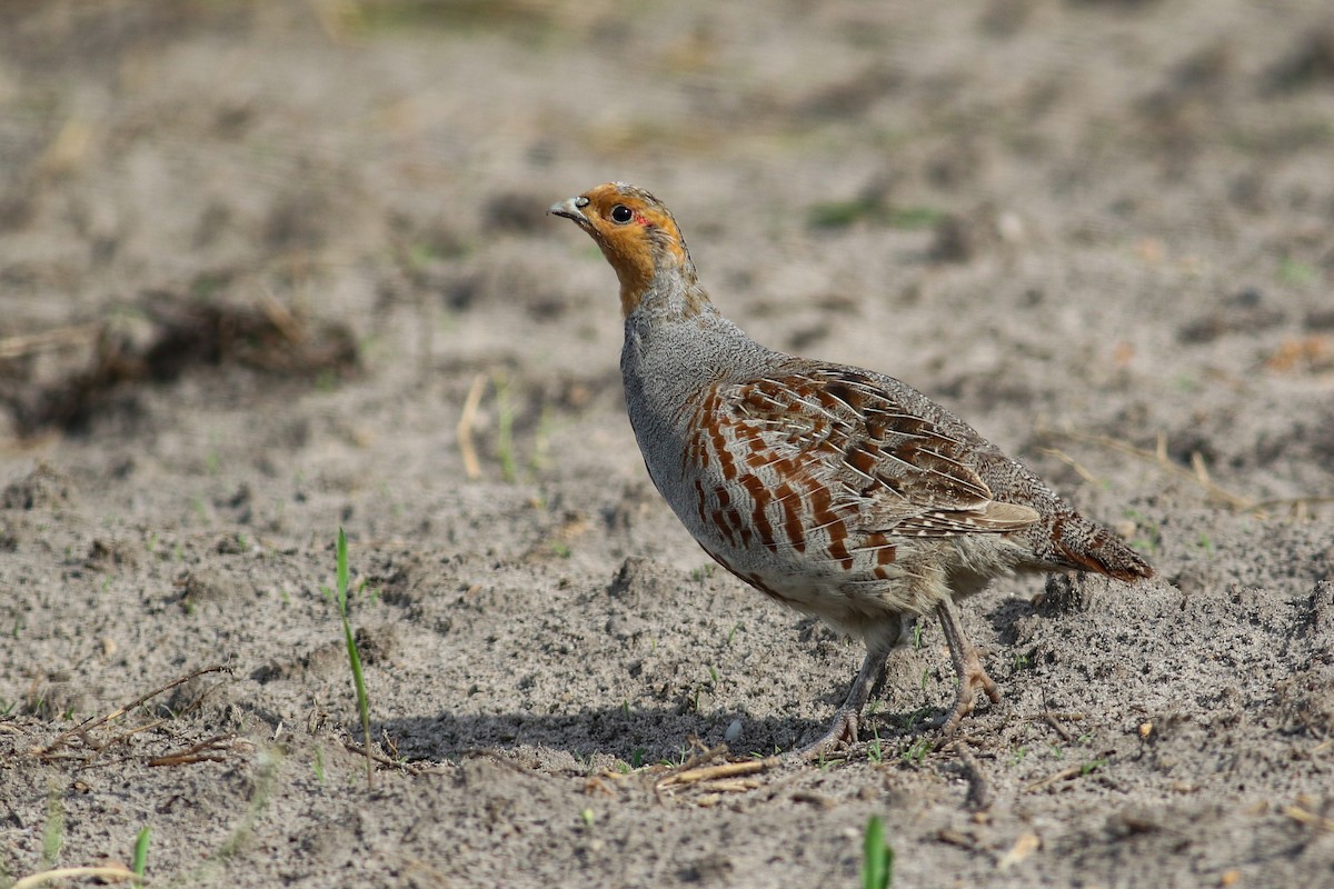 Gray Partridge - Mateusz Łodziński