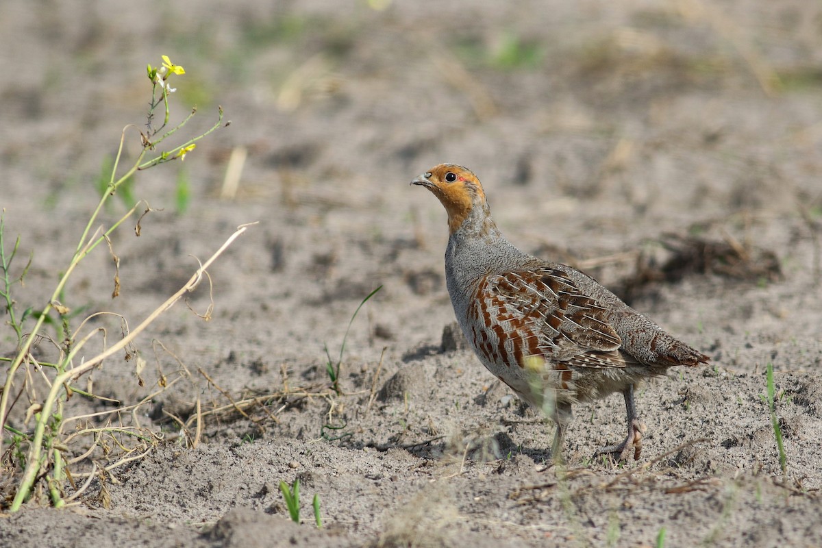 Gray Partridge - Mateusz Łodziński